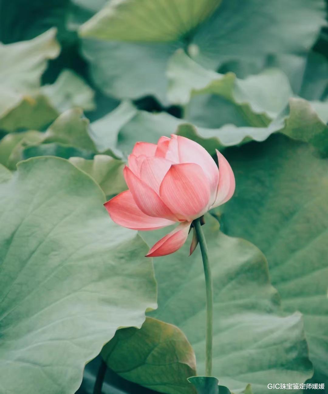 翡翠|这样的首饰在古代是君子佩戴的，用翡翠来雕刻别有韵味，一世静美