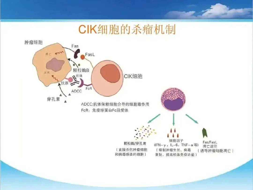 关于CIK细胞,你知道多少?