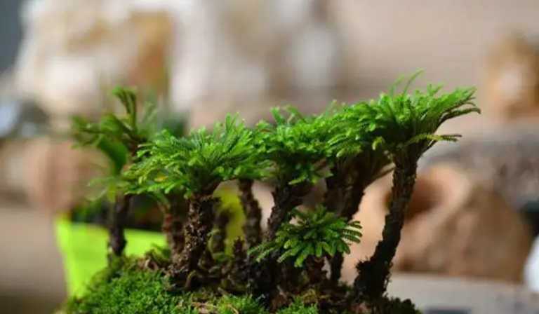 沙漠中,生存着3种“不正经”的植物,搞笑又让人心疼