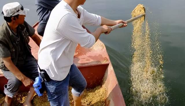 饵料|教你5个野钓时不打窝又能多钓鱼的技巧，用过的钓友都说过瘾