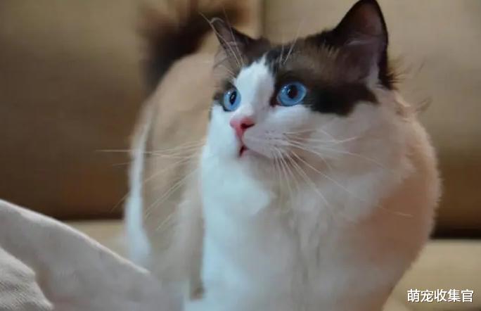 给猫咪驱虫应该先内驱还是外驱，怎么样效果好？用什么驱虫药合适