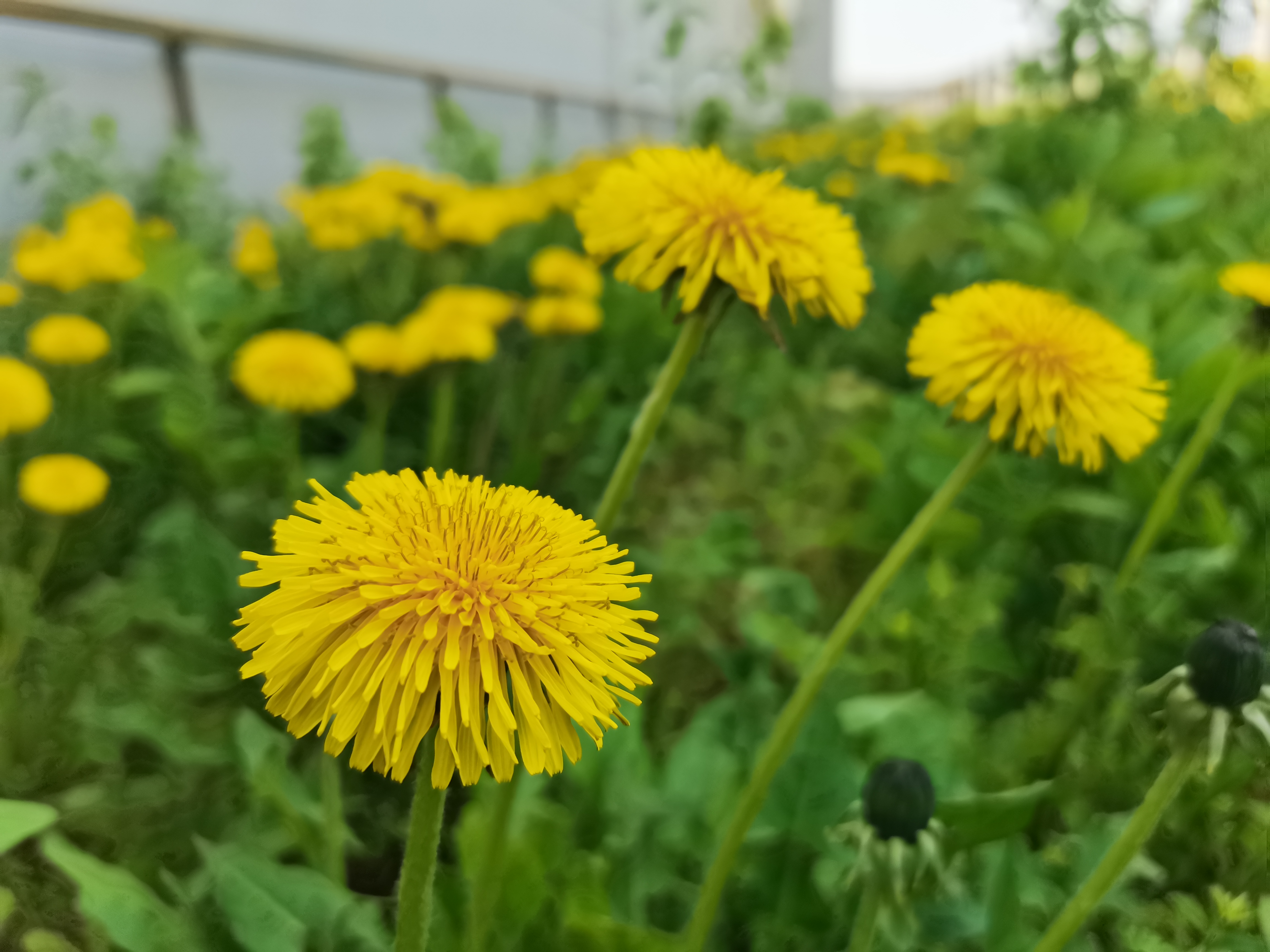 如何拍好春日的野花蒲公英