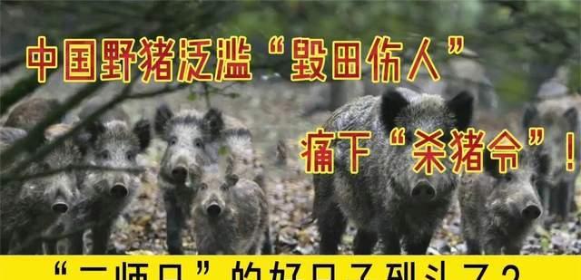 多地下“杀猪令”,拟被踢出“三有动物”,野猪在“作”什么?