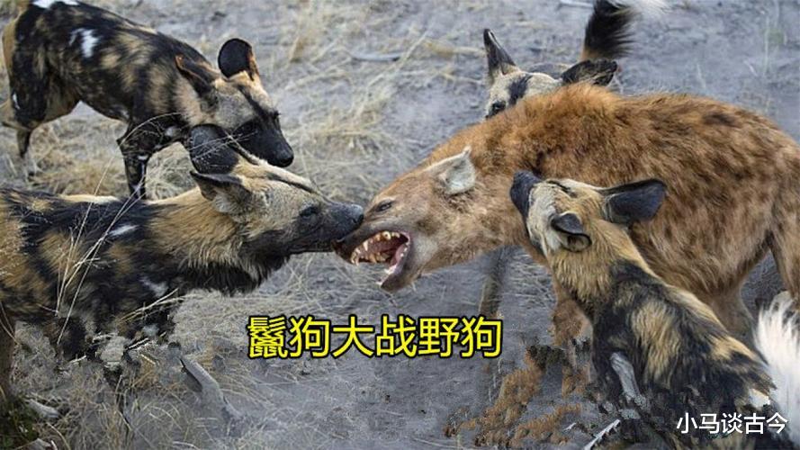 鬣狗和非洲野狗哪个更厉害？