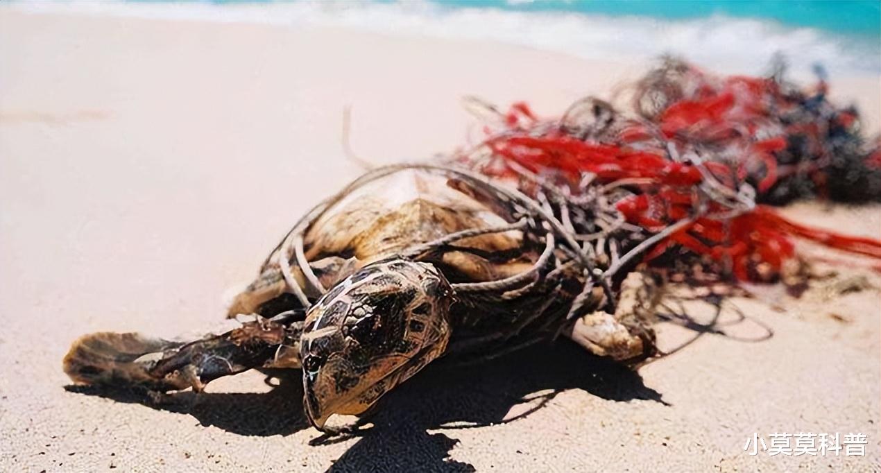 你知道这些躲过了多次生物大灭绝苟活至今的神奇生物吗?