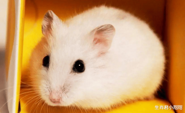 星座女|财运来袭不出半个月，生肖鼠得财神偏爱和提携，职场大吉大利