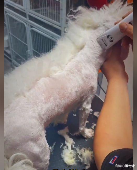 美容师 主人送狗美容提出要求，宠物店老板查看进度后懵了：摊上事了呀
