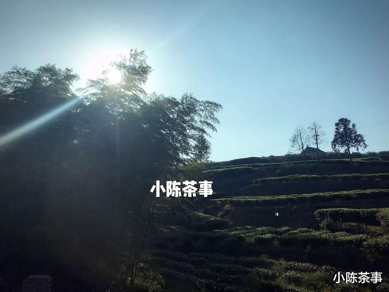 从西湖龙井、武夷岩茶，到信阳毛尖、白茶，台地茶究竟好不好呢？