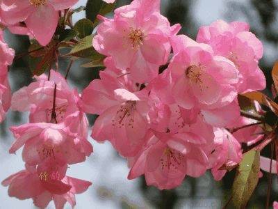 白羊座|1月19日-2月19日，喜事天降，贵人如云，桃花运爆发的3大生肖