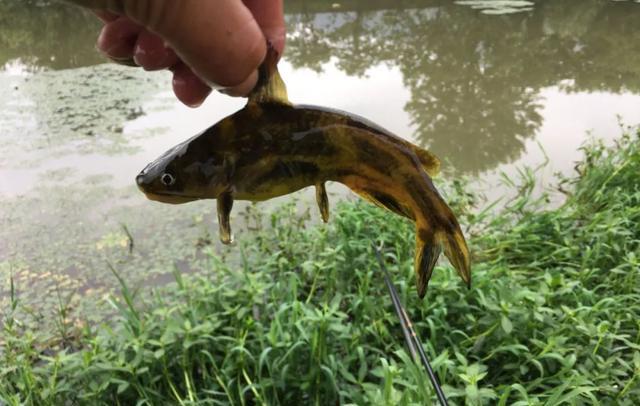 饵料|春暖花开，野钓黄辣丁正当时！碰上这种天气绝不能错过，可爆护！