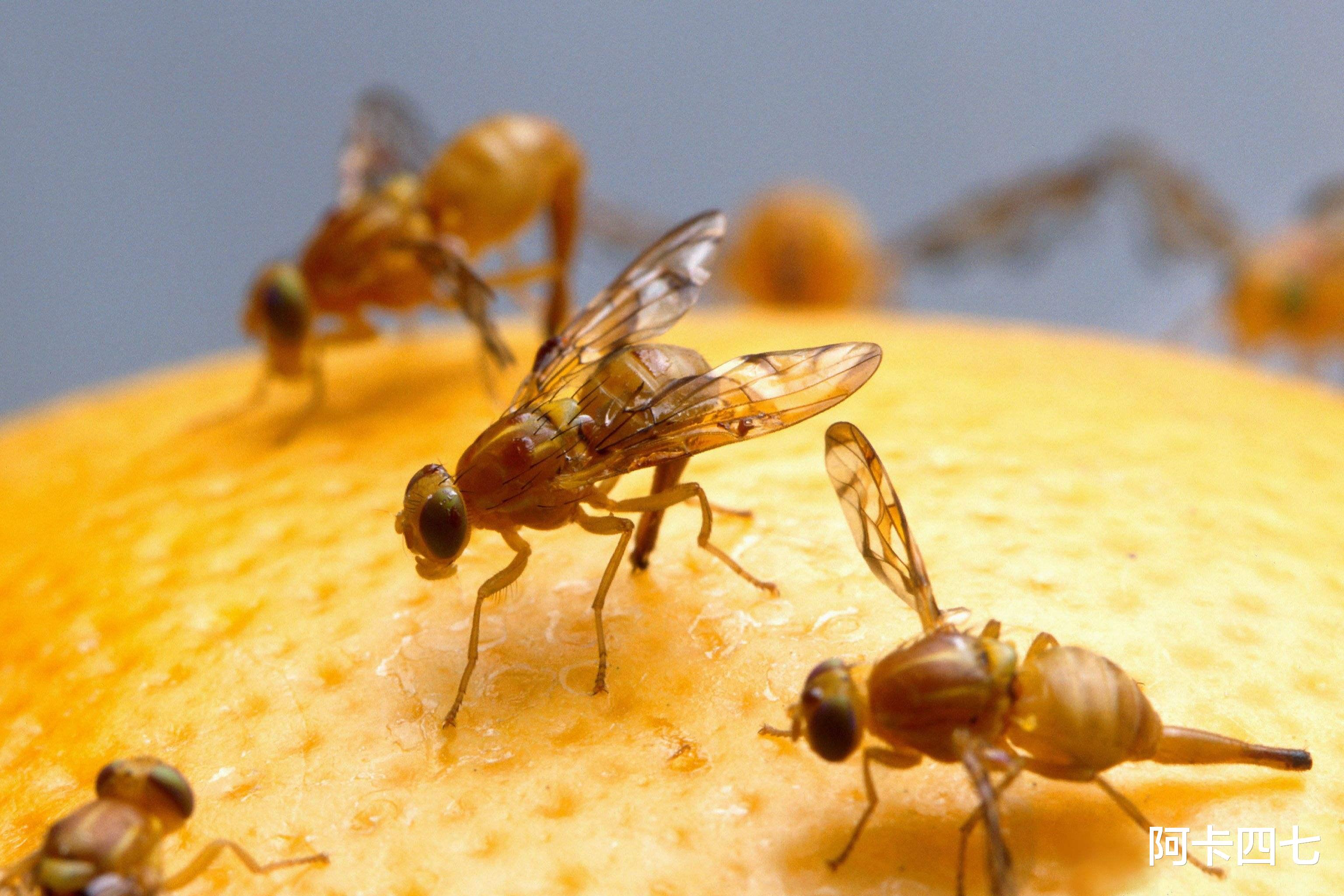 生物入侵有多恐怖?来自美国的黑色包裹,夹藏7000多只活体蝇虫