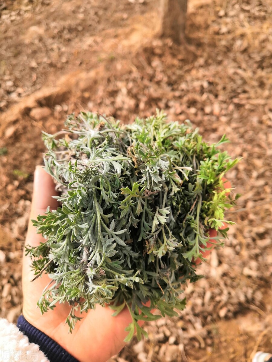 立春第一野菜,人称“养肝草”,挖一盆,解腻又好吃,多吃肝脏好