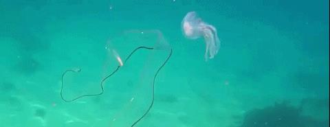 南非发现一条丝带状透明的海洋生物,还和水母互动,应是幼年鳗鱼