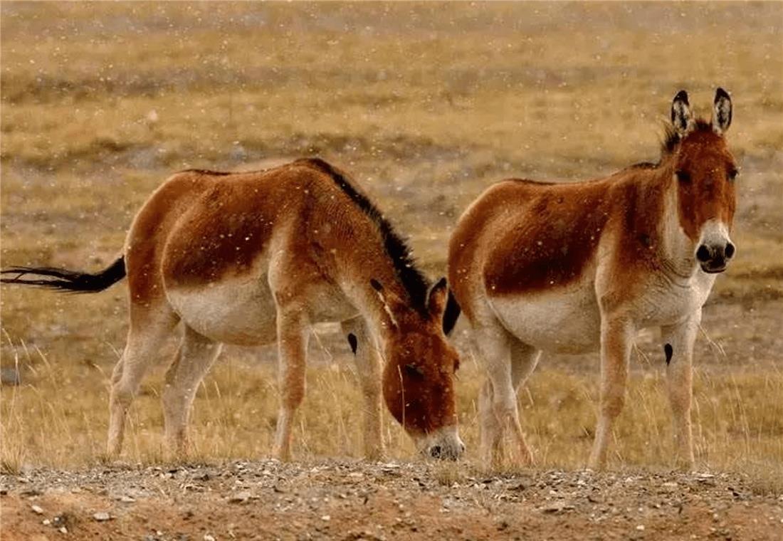 藏野驴|阿里出现一群藏野驴,遭狼群围攻被棕熊追打,就连藏獒都来欺负它