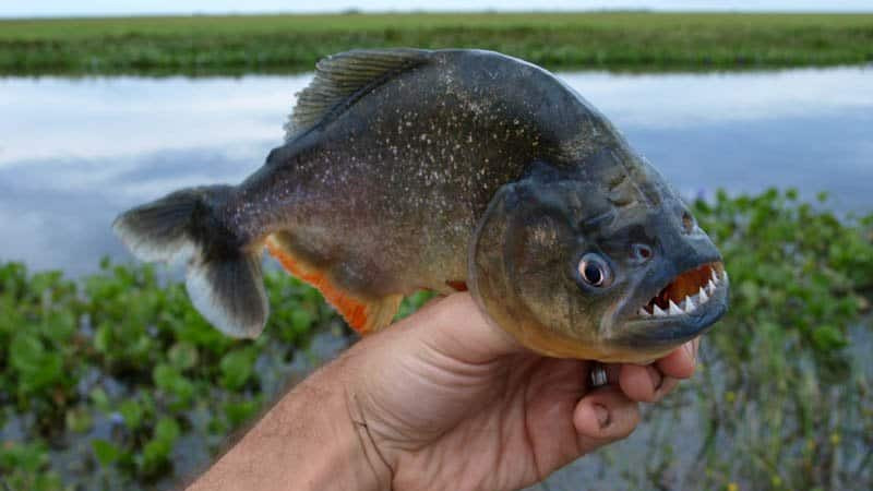 亚马逊河四大致命生物：食人鱼只能排最后，森蚺才是大BOSS