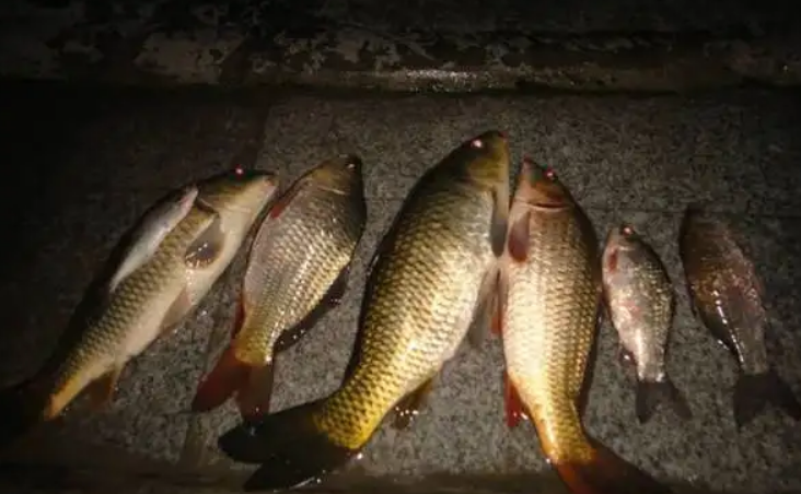 |夏季夜钓鱼口一定好？错了，这“4不钓”搞不懂，就不会有鱼！