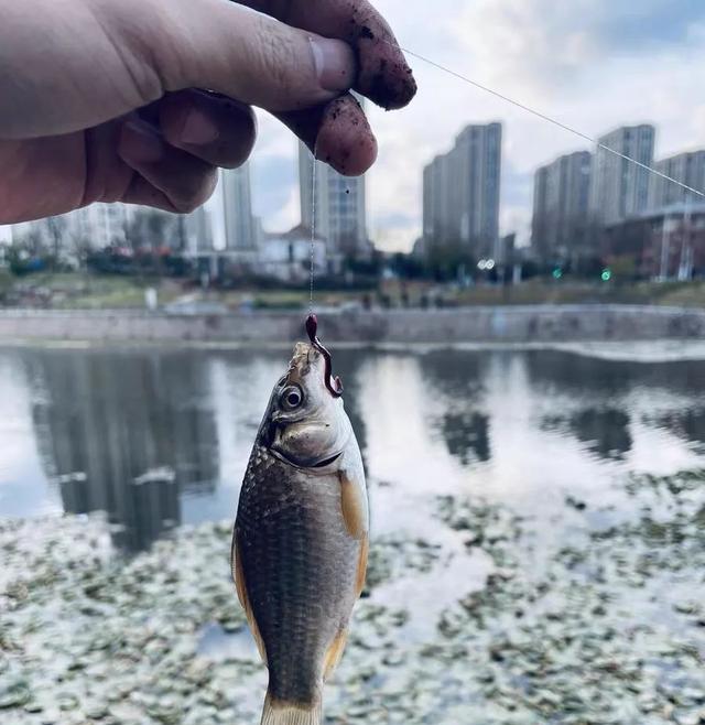 饵料|传统钓VS台钓谁更强?说出来你可能不信,传统钓才更适合新手