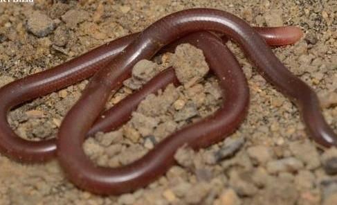 武汉|马来西亚，蛇类的圣地，无数蛇族齐聚