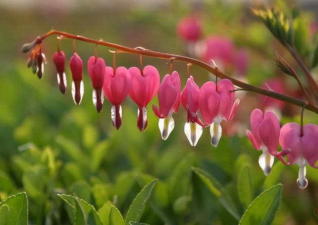 白羊座|人格魅力非常强，做人正直可靠的星族有哪些？