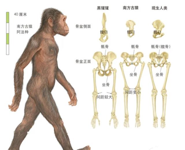 地球生物中,人类女性为何进化出狭窄扭曲的产道?直立行走代价