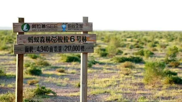自动驾驶|马云承诺每年在沙漠里种树，如今6年过去了，沙漠变成啥样了？