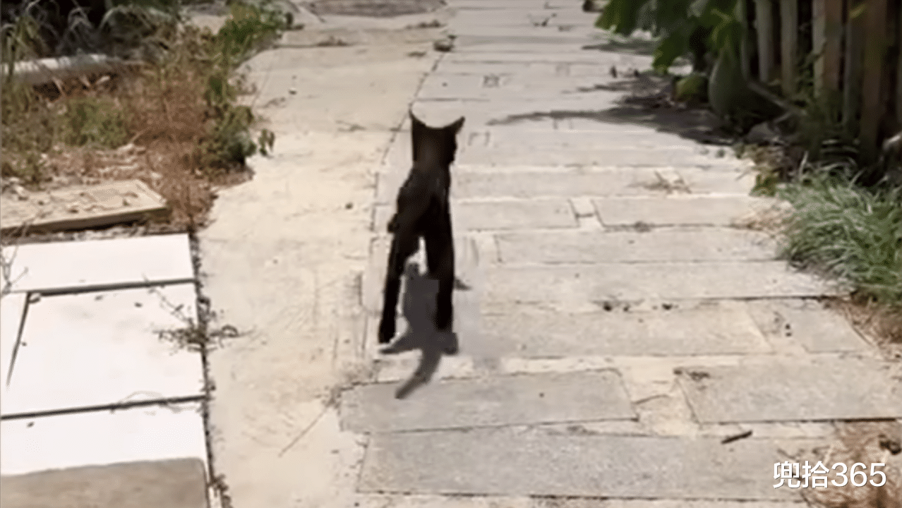 武汉|男子钓鱼流浪猫乖巧等待一夜，吃饱后还会把小鱼叼给别的小猫