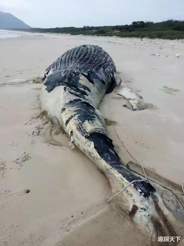 衰老的抹香鲸,为什么会被海水活活淹死?科学家揭开一个残酷的真相