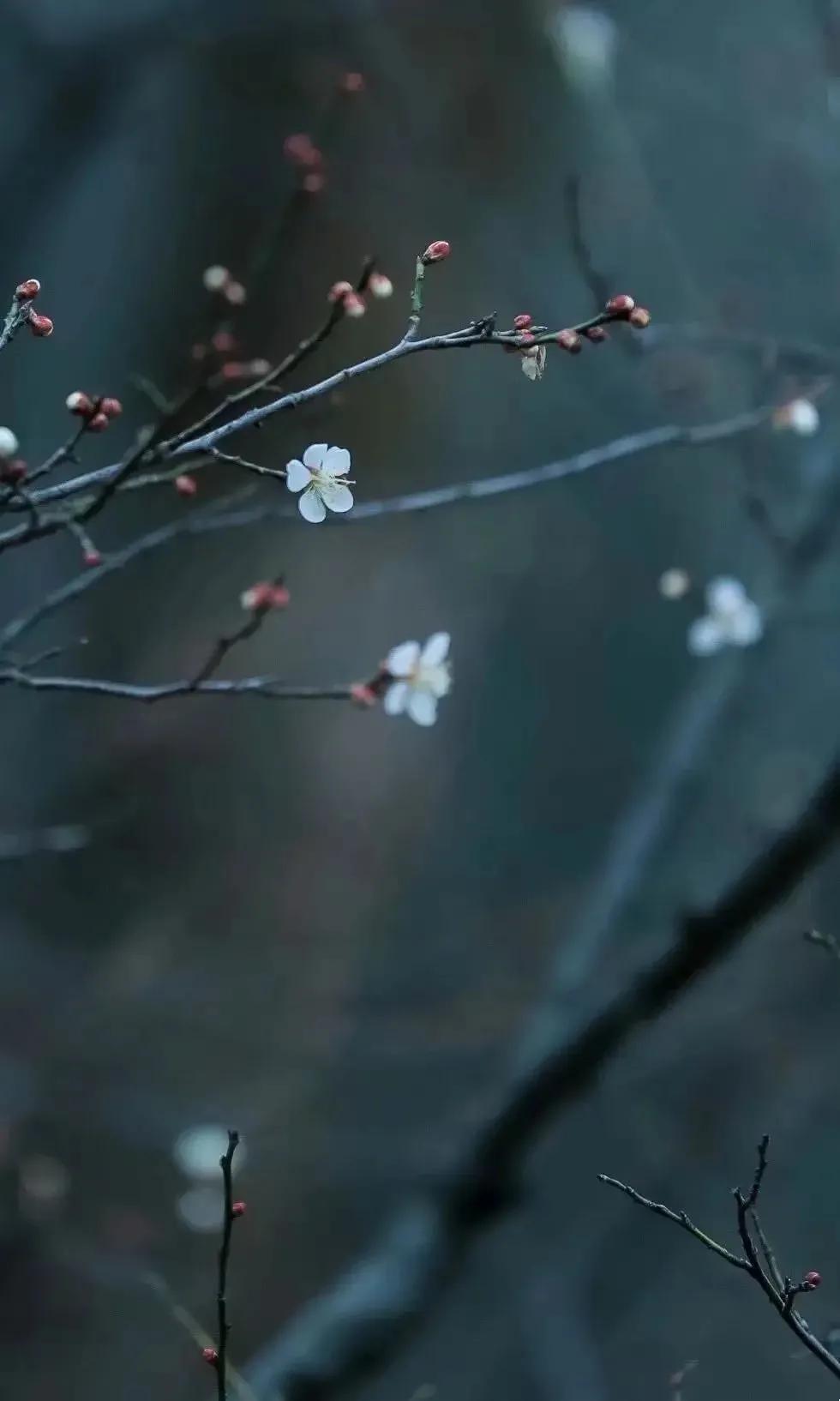 |散文：二月，安静于春天的美