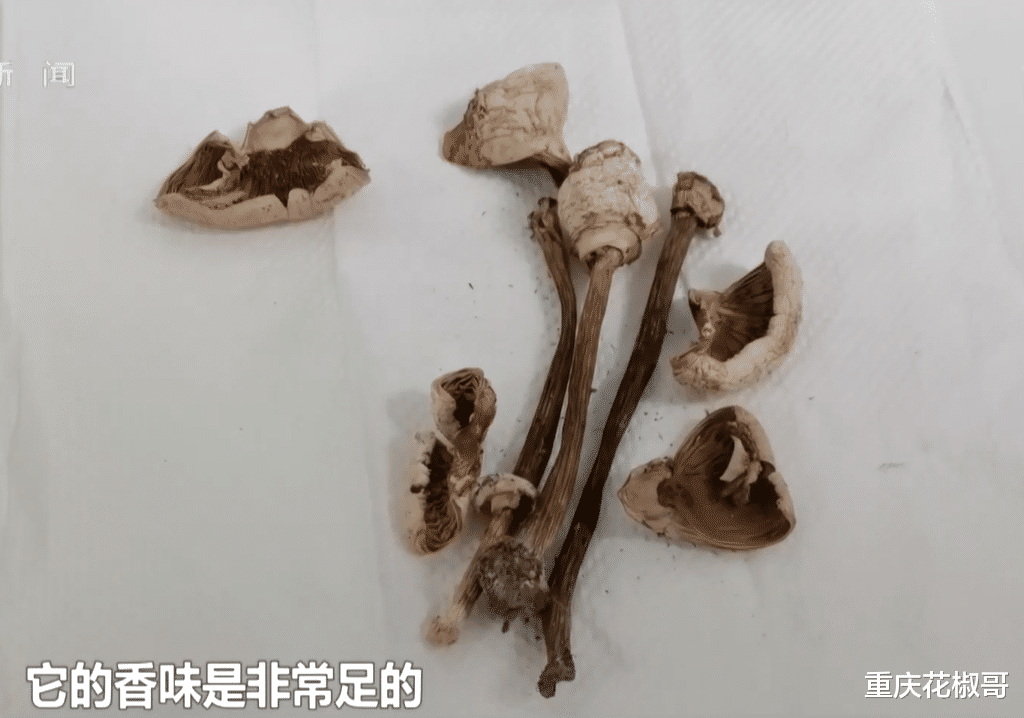 嘴馋!四川一男子吃山间野味中毒,被紧急送医抢救,男子:很香!