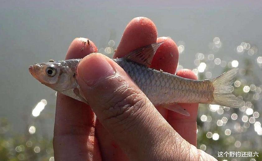 饵料|了解高温天气蚯蚓钓鱼技巧,当你连杆时,周围钓友再去效仿也没用