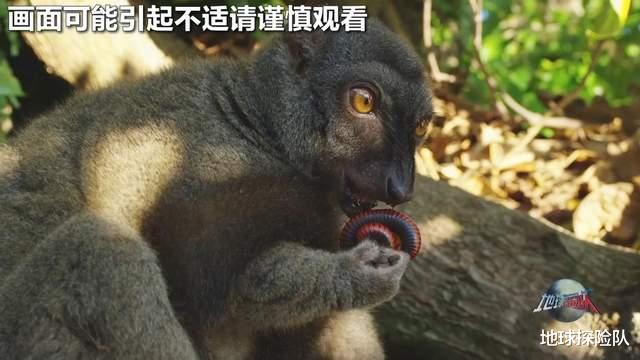 豆瓣9.6分纪录片,人类间谍混入动物群体,拍下奇趣画面