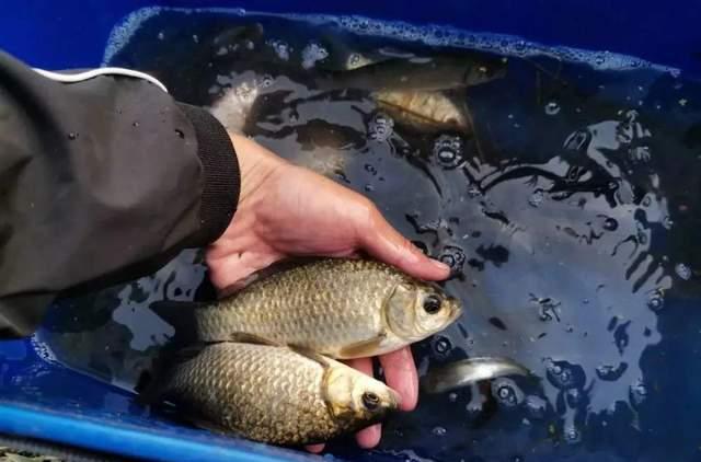 饵料|深冬大雾天气野钓攻略,大鲫频出但非所有位置都有