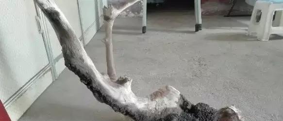 文玩|又一种恶心文玩出现了，据说带屎越多越值钱！