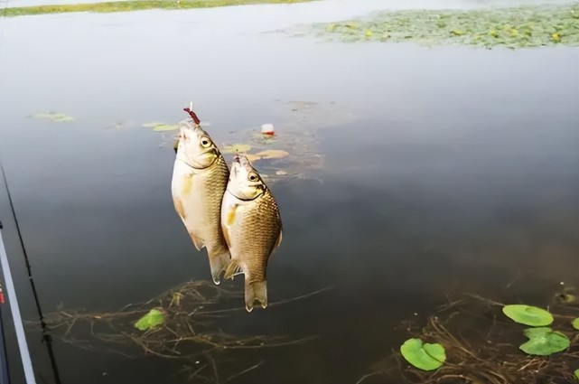 空军|盛夏也能钓板鲫,试试这3个“秘诀”,发窝更快,上鱼很猛