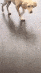 手表 “在五星酒店捡了个块手表，能值500吗？”