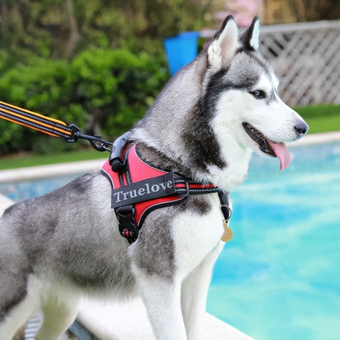 训练狗狗需要哪些器具？8种宠物犬训练用品