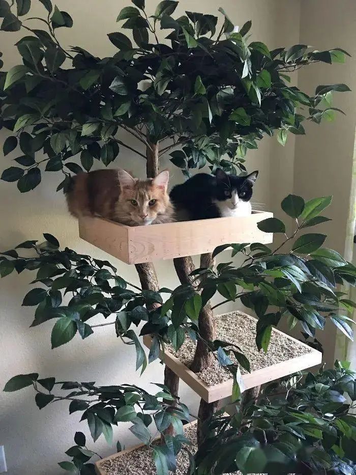 夫妻俩打造超逼真猫树，就为让主子在家体验爬树的感觉！