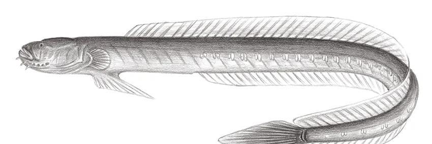 |安徽出现头部似外星生物的怪鱼,钓鱼人频繁钓获,网友:放心吃