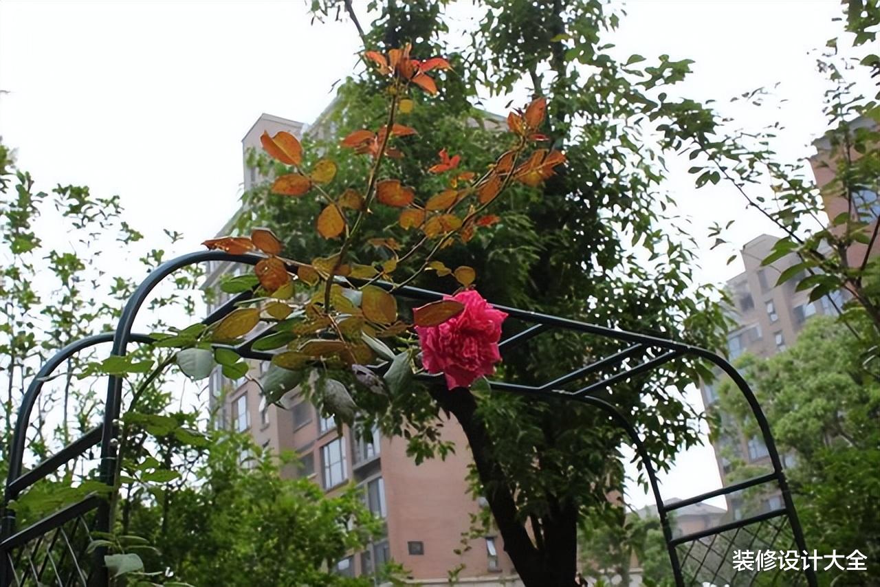 买了电梯房1楼,被大家说脑子进水,参观后,他们都赖着不走了!