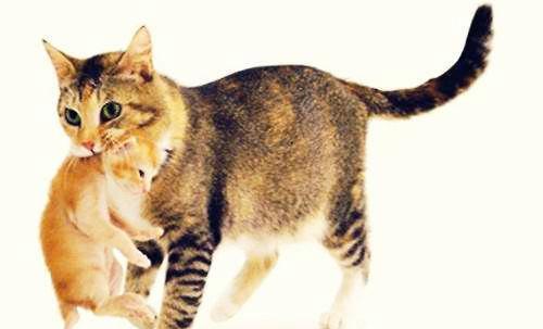 猫明明非常灵活，为何人们拎起它后颈肉的时候，它就不会动了？