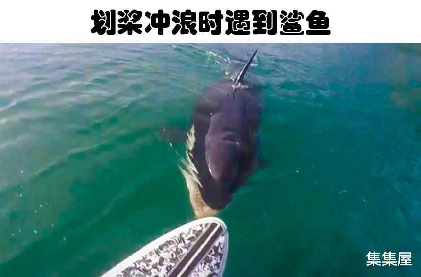 罕见的5个被记录下来的人与海洋生物的接触影像