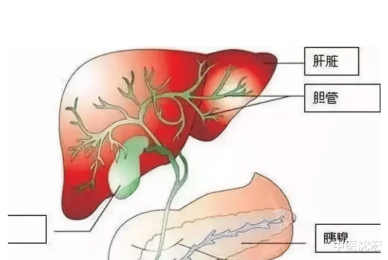 胆囊炎|张仲景千年古方，化解胆结石、胆囊炎、胆息肉，攻补兼施 标本兼治