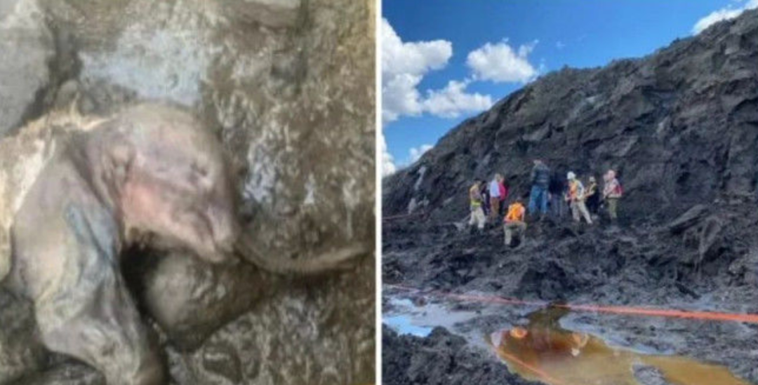 轰动全球!加拿大发现3万年前的猛犸象木乃伊,毫发未损