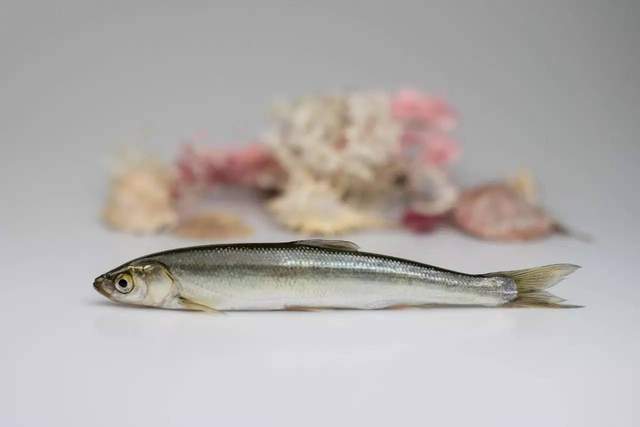 抚仙湖|这个小渔村,曾因抗浪鱼而闻名,如今鱼少了,风景却更好了