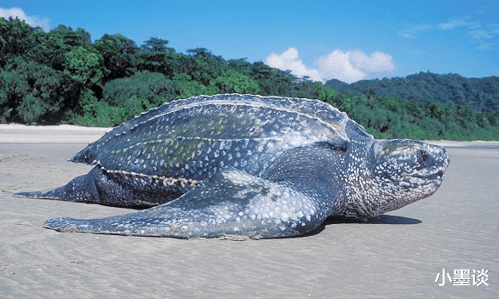 这个绘本带你去探索海洋生物的奥妙