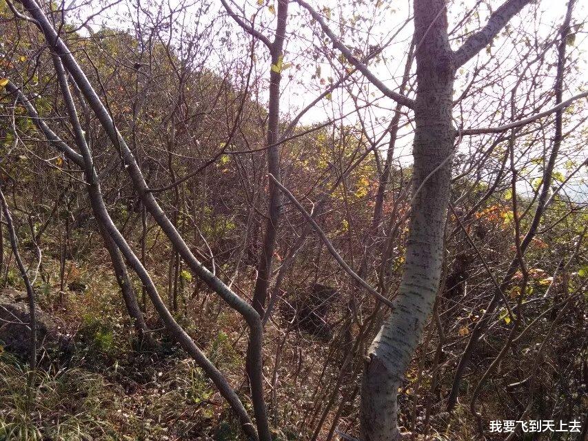 漂亮女子3年嫁给12个老公,12个老公全部去世
