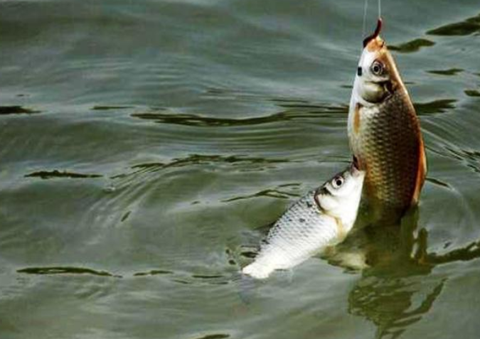 |钓鱼不看风，累死老渔翁！刮风天想爆护，知道“3点3条”就行了