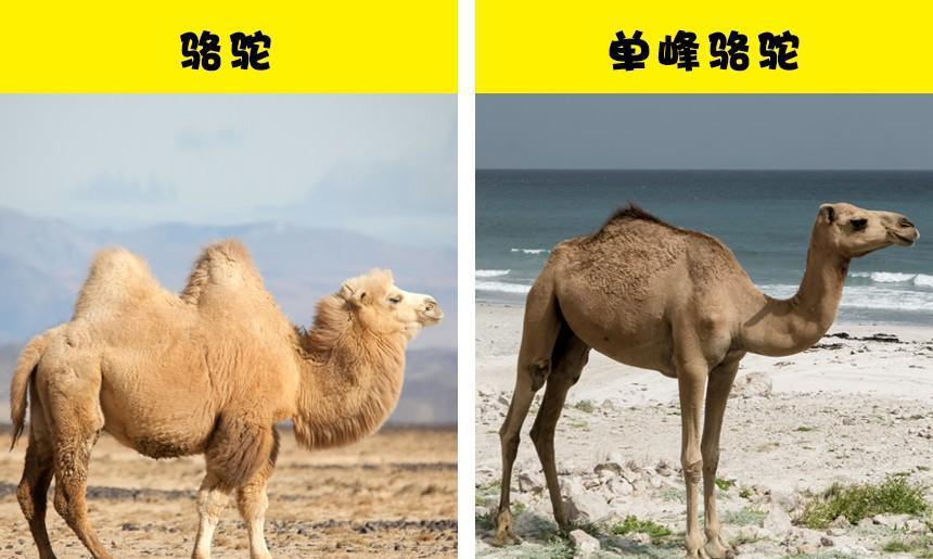 看起来几乎完全相同,并被许多人混淆的7对不同的动物