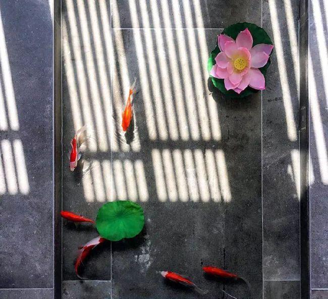 你见过在家里地板养鱼的吗?客厅里面装小院,这装修太神奇了!