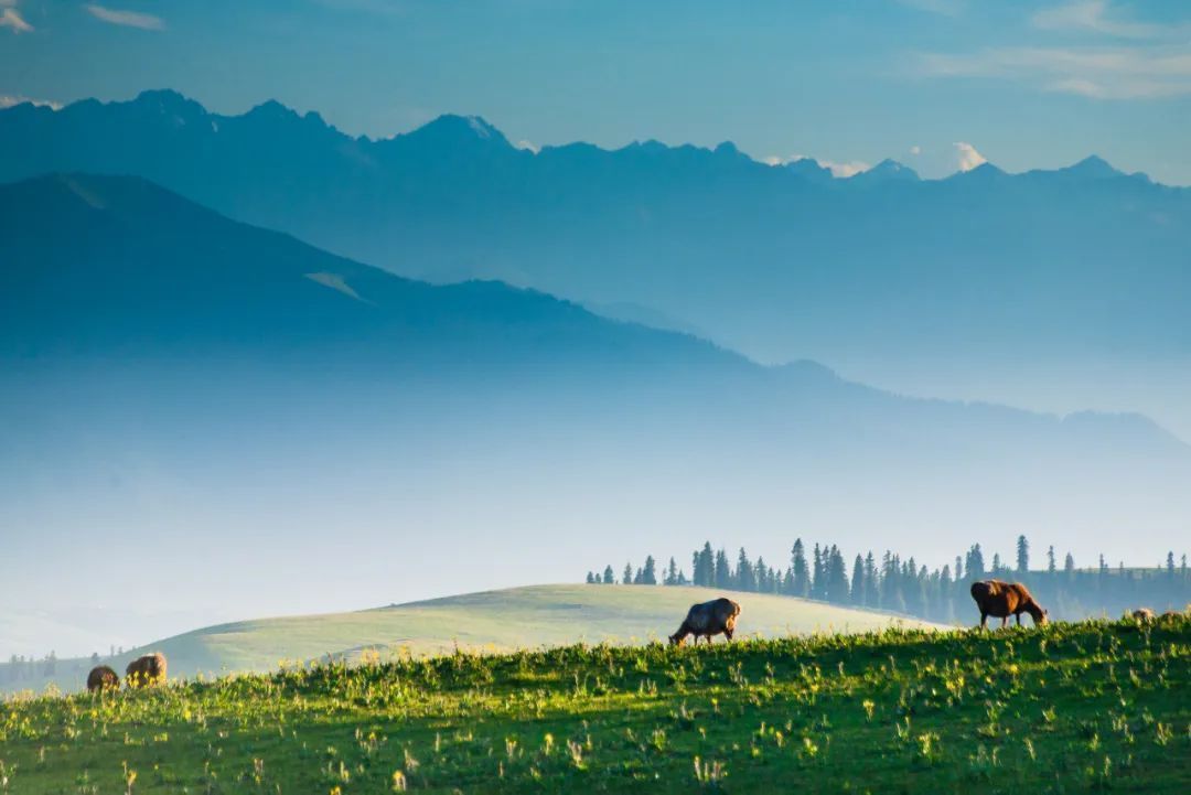 三亚|再过十天!伊犁河谷将美爆你的朋友圈 !
